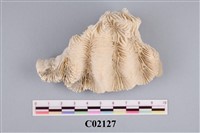 藏品(珊瑚化石)的圖片